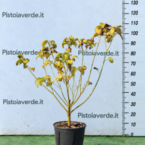Cornus stolonifera “Flaviramea”