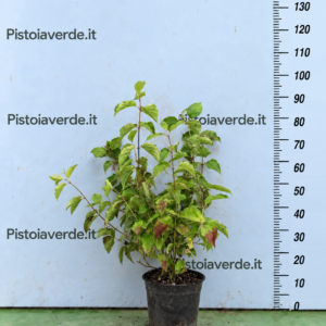 Cornus sanguinea