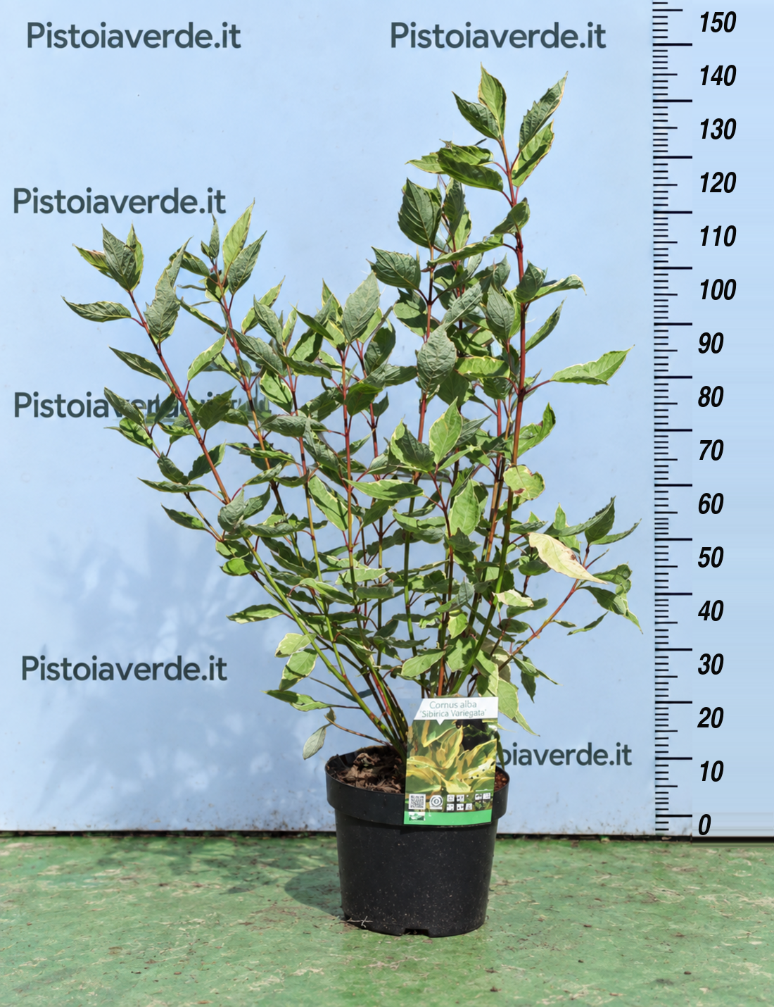 Cornus alba “Gouchaltii”