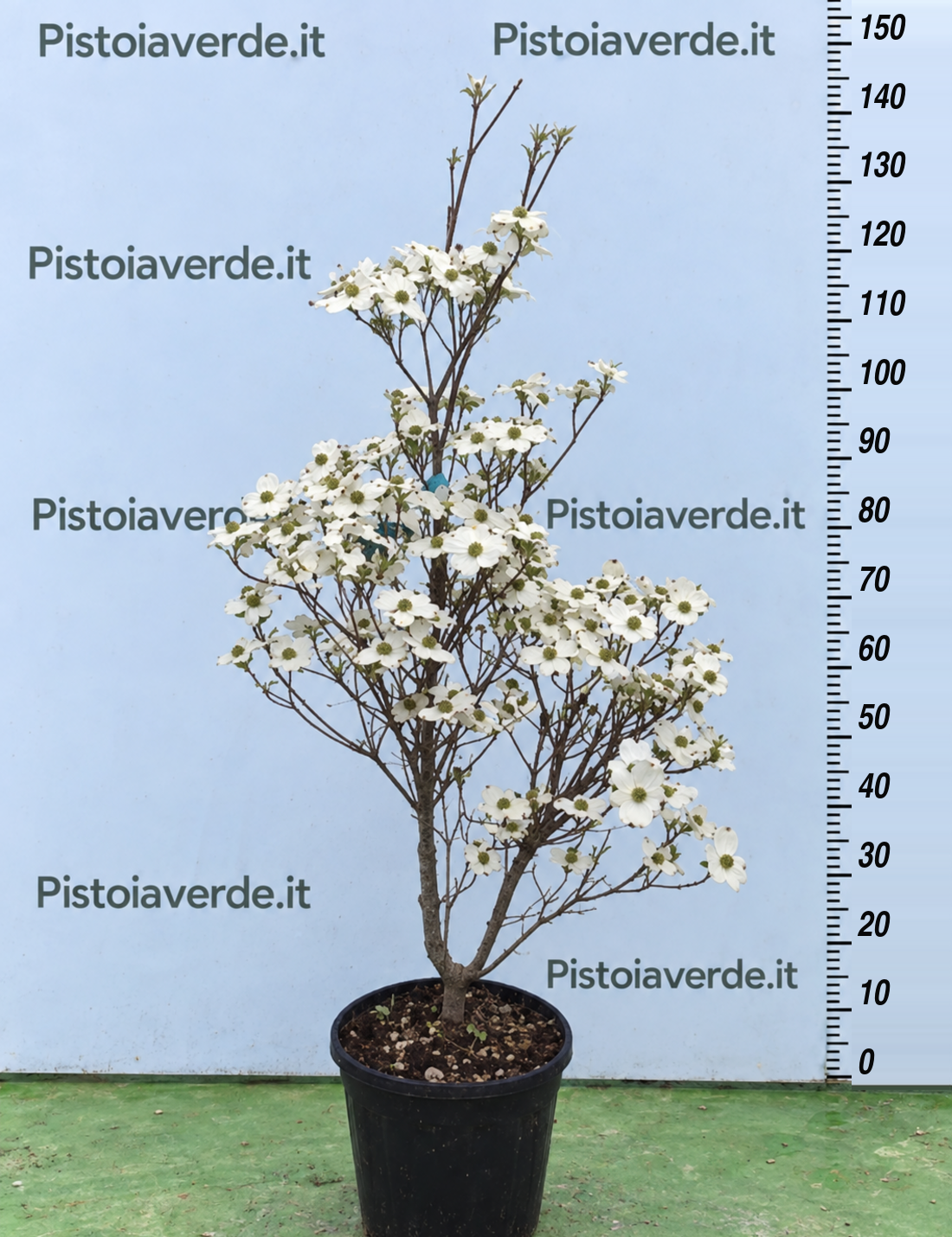 Cornus florida “Cloud Nine”