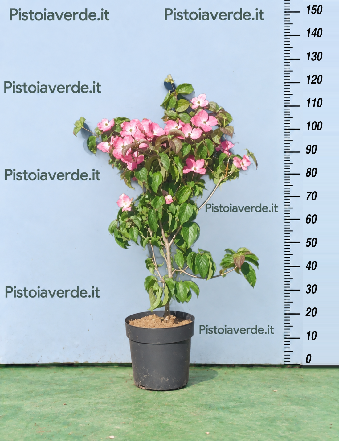 Pianta in vaso con fiori rosa.