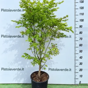 Acer palmatum ‘Summer Gold’ in vaso, con fogliame verde chiaro e metro di riferimento.