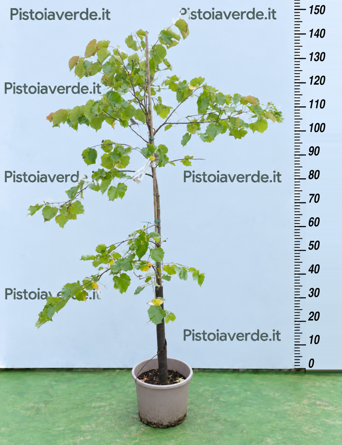 Cercis siliquatrum (Albero di Giuda) – MINI-ALBERETTO