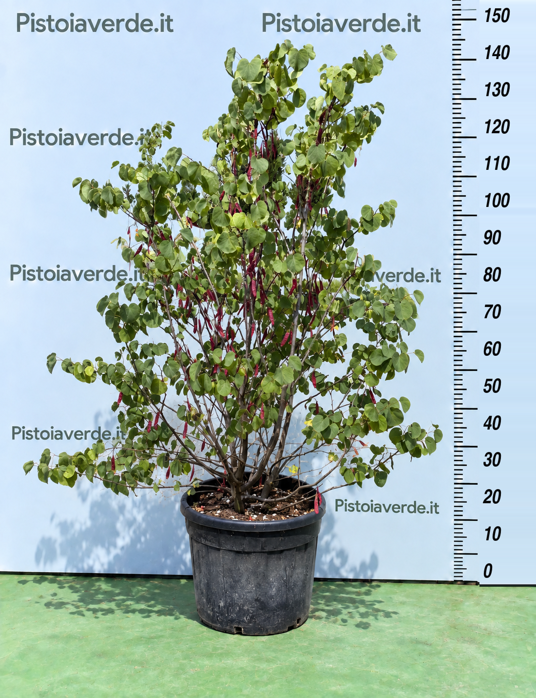 Cercis siliquatrum (Albero di Giuda)