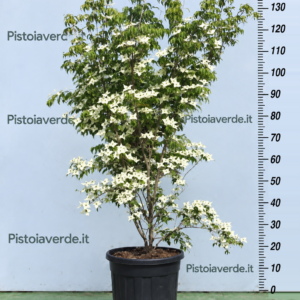 Cornus kousa var. chinensis Schmetterling