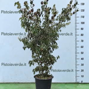 Cornus kousa Weiss Fontaine
