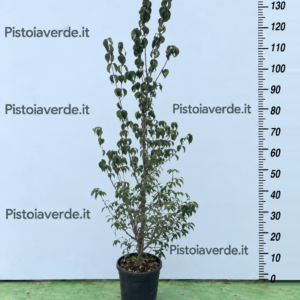 Cornus officinalis
