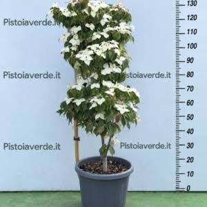 EVODIA daniellii Tetradium daniellii (albero del miele)