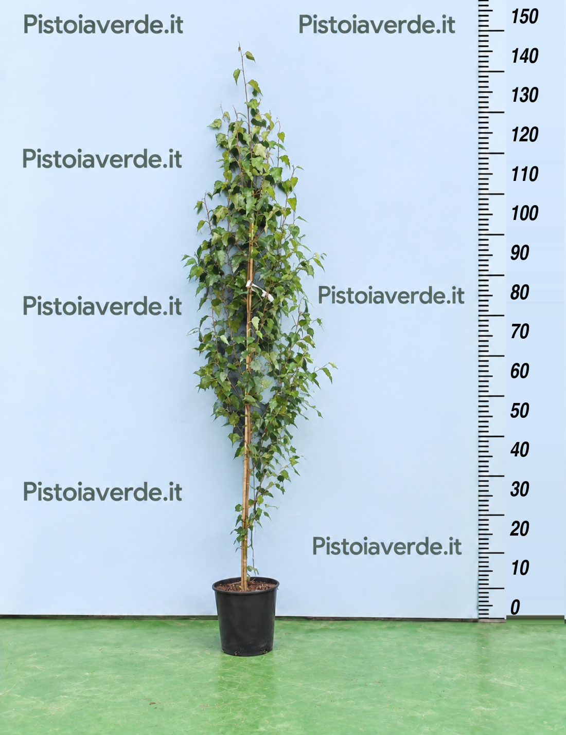 Betulla fastigiata Joes ® forma fastigiata