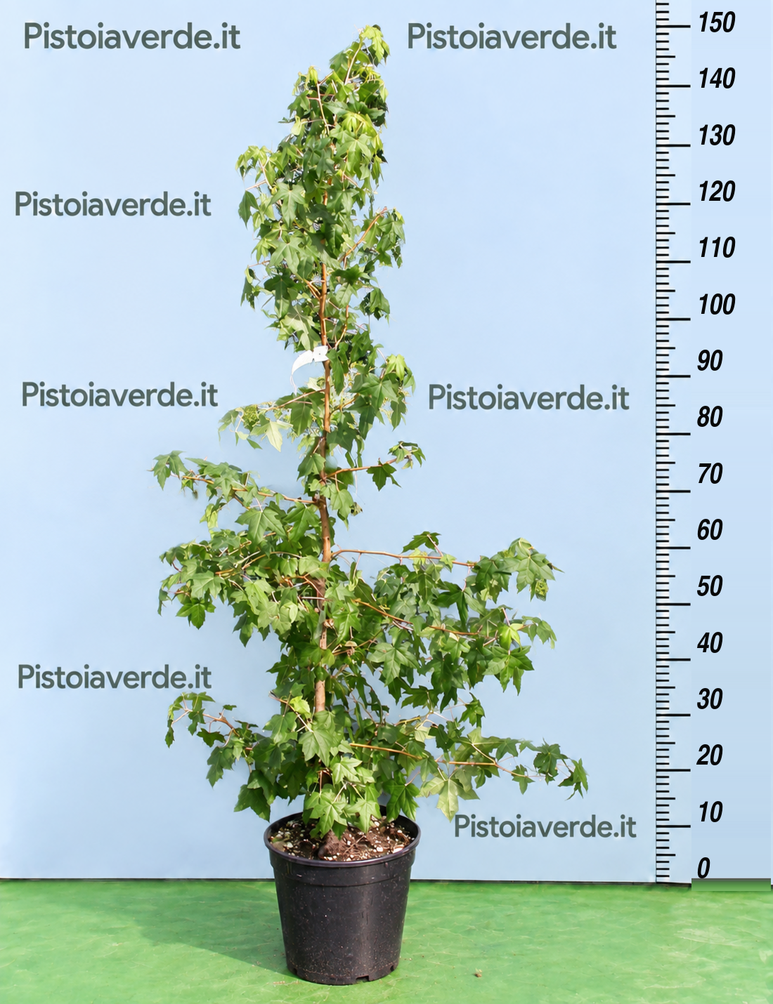 LIQUIDAMBAR styraciflua Golden Sun ®