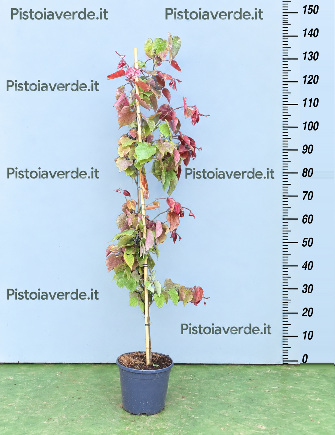 Cercis canadensis Ruby Falls ®
