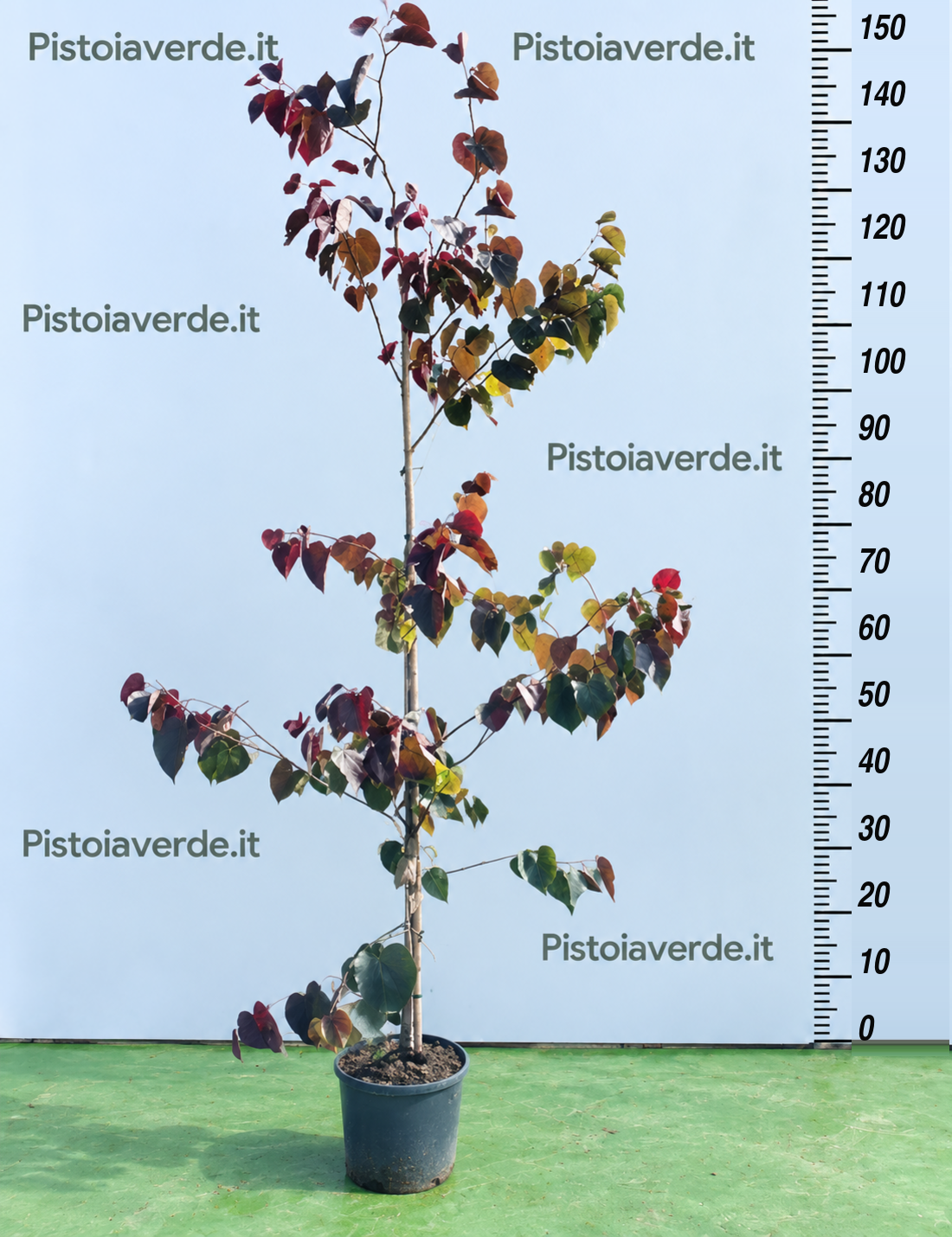 Cercis canadensis Merlot