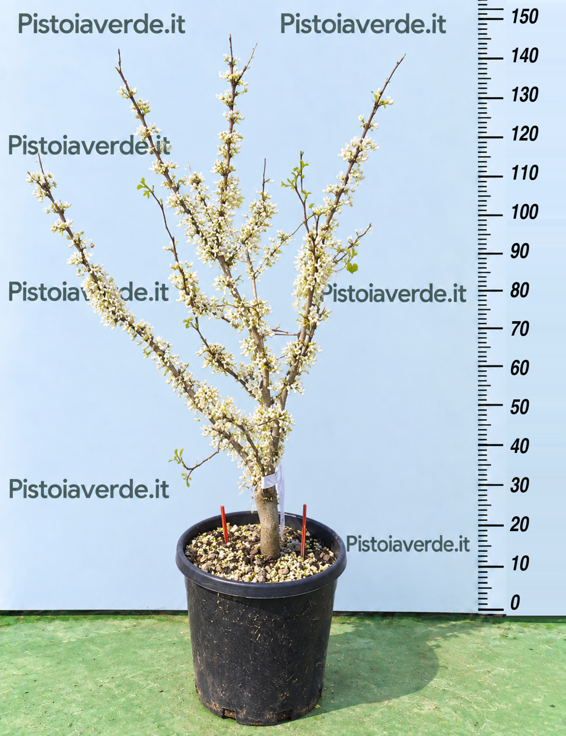 Cercis chinensis Shirobana