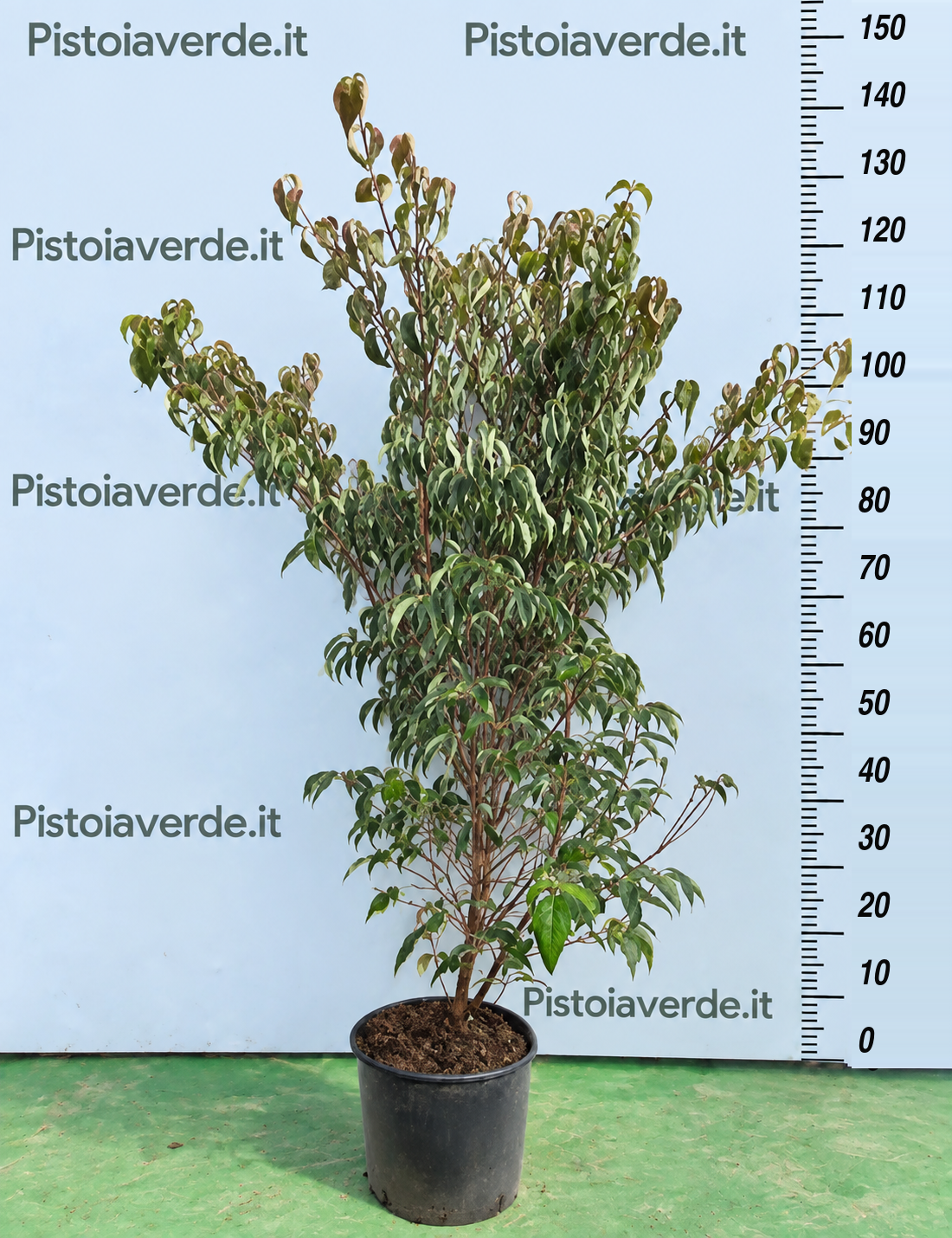 Cornus kousa Robert’s Select