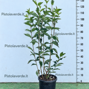 Cornus mas (corniolo)