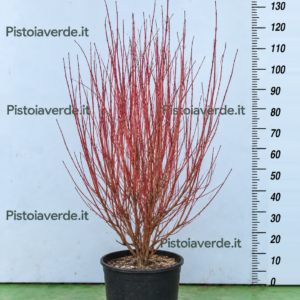 Cornus sericea Cardinal