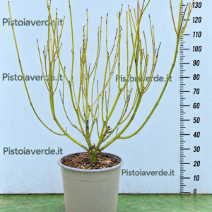 Cornus stolonifera Flaviramea (sericea)
