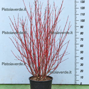 Cornus sanguinea