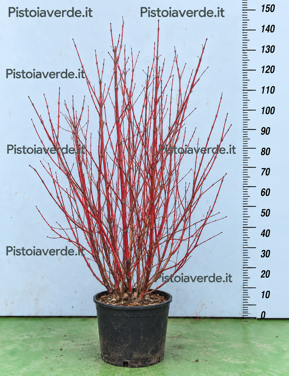 Cornus sanguinea