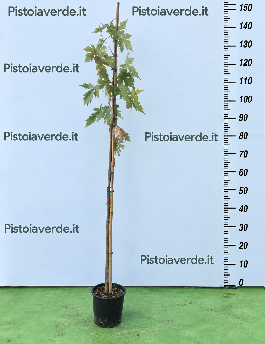 ACERI SACCARINO