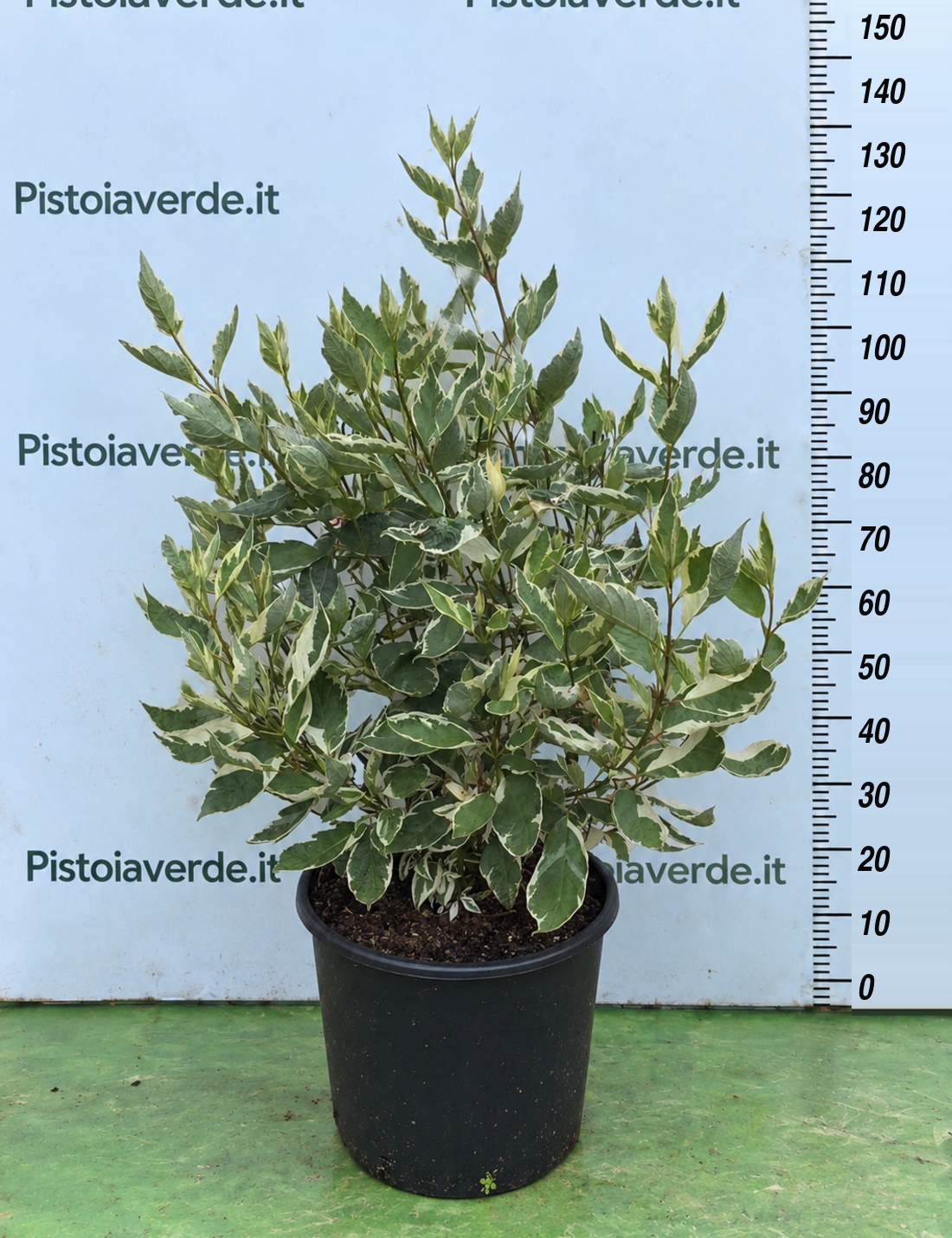 Cornus alba “Elegantissima”