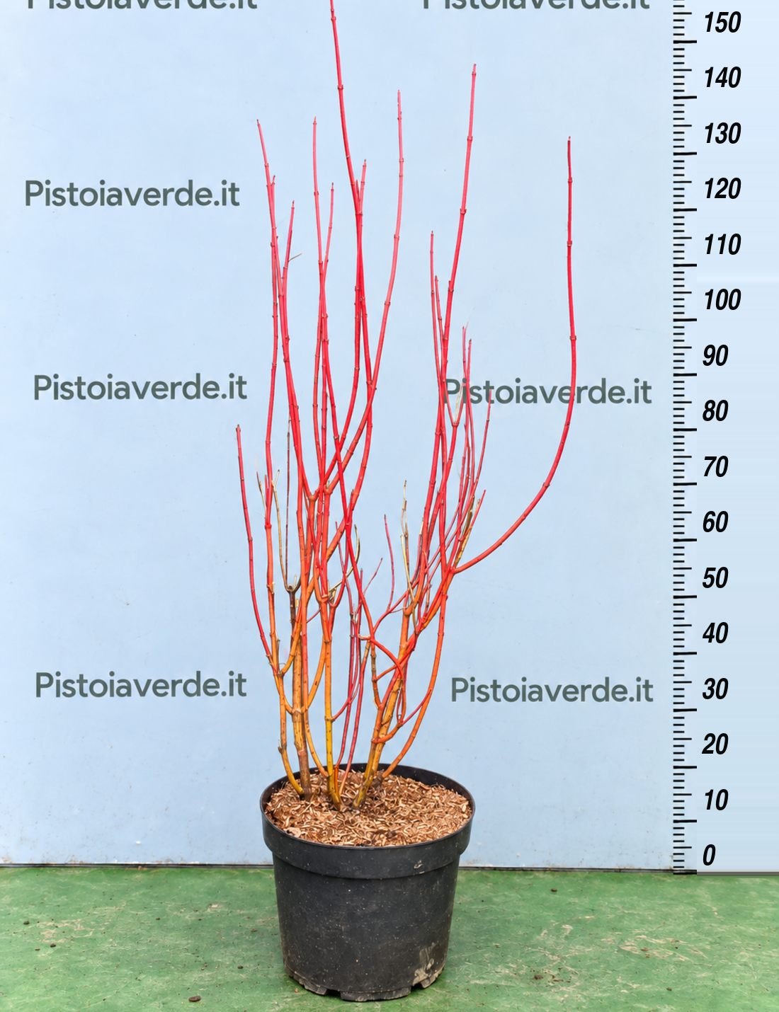 Cornus alba “Sibirica”