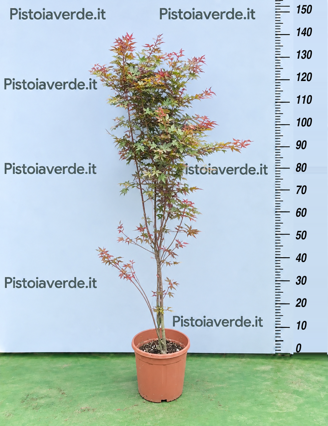 Acero – Acer Palmatum Red Wine