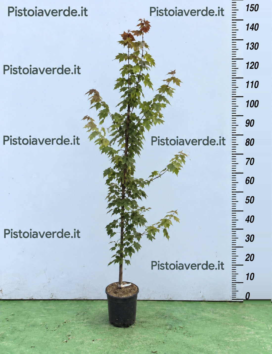 Acero – Acer freemanii Autumn Blaze ® Jeffersred