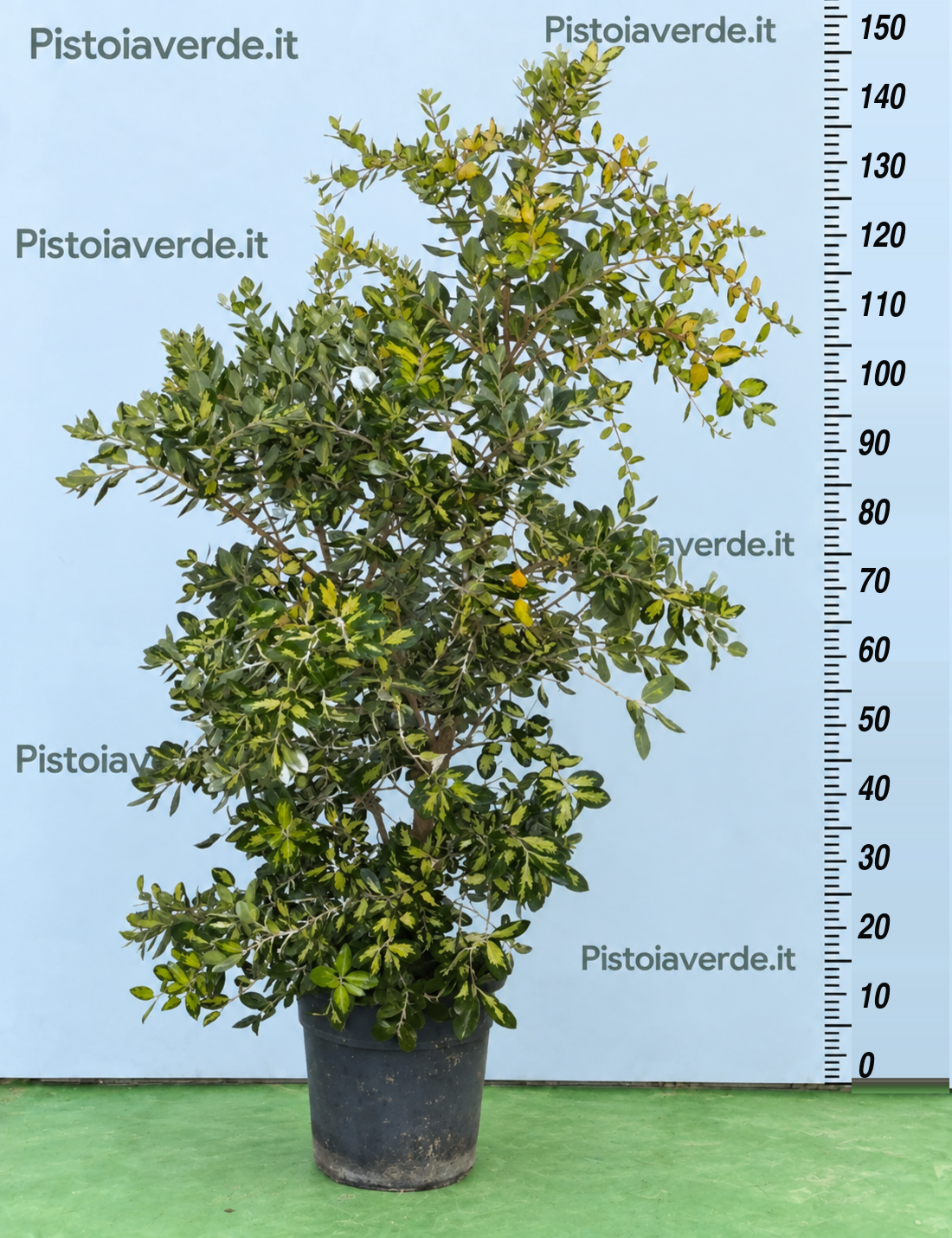 Heptacodium miconioides Tianshan® Minhep