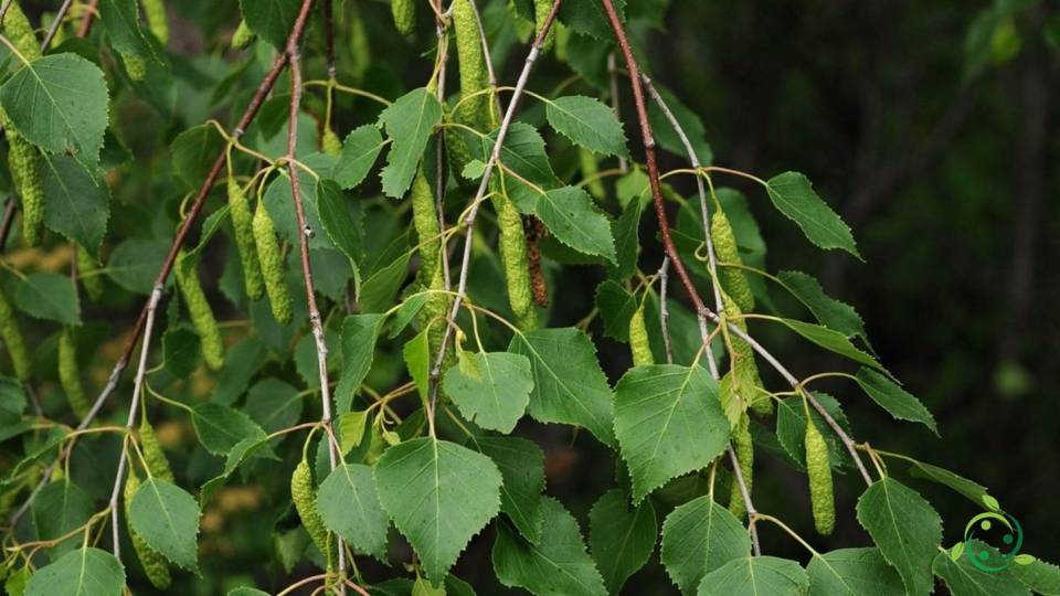 BETULLA - Pistoia Verde
