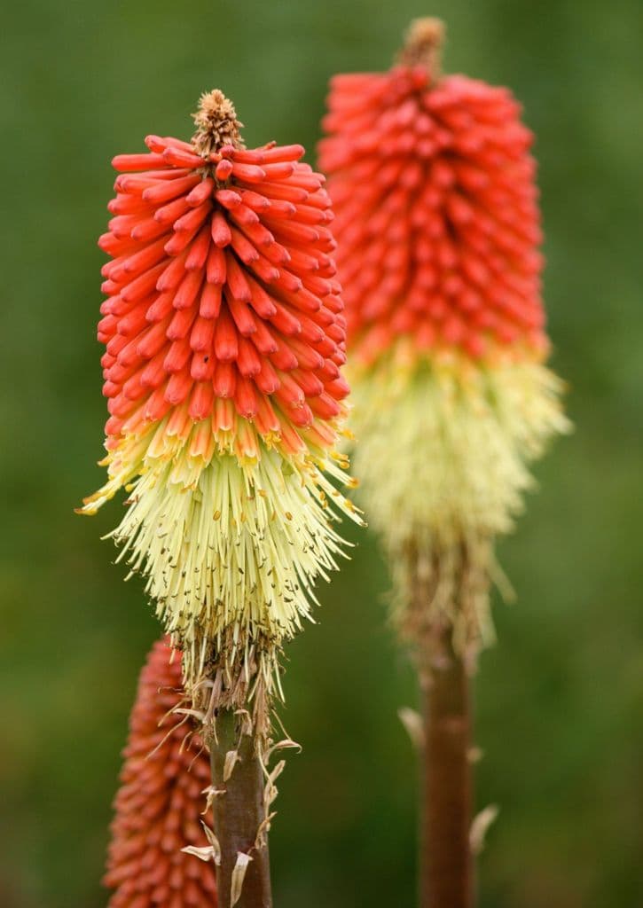 Nancy Red - Pistoia Verde