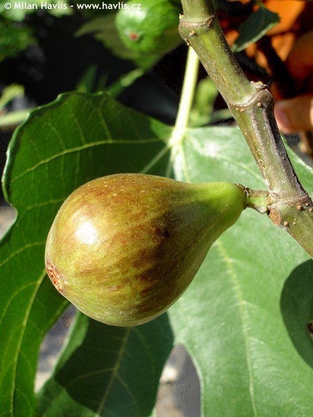 carica Bornholm's Diamant 2 - Pistoia Verde