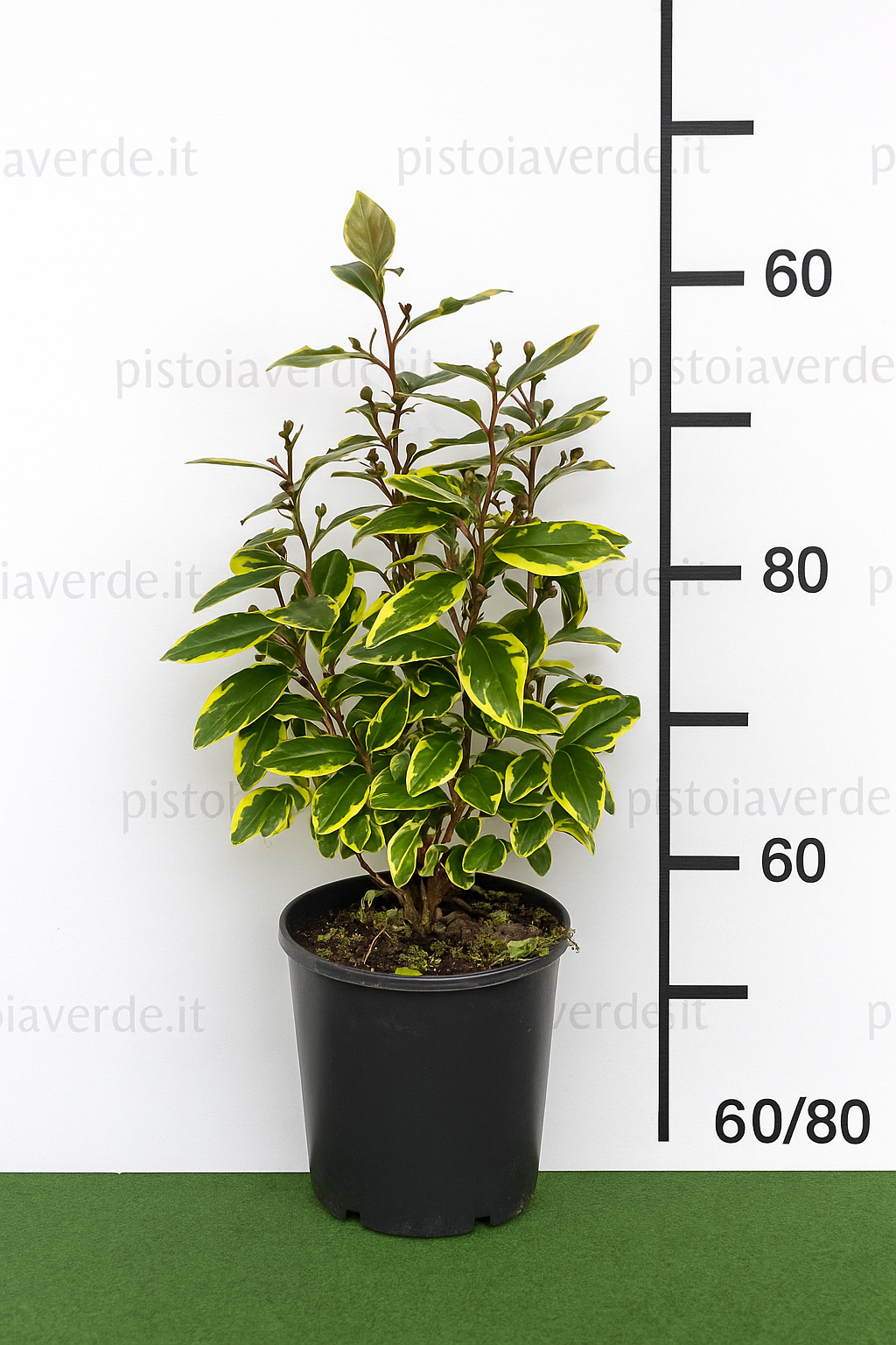 eleagnus-var-18 - Pistoia Verde