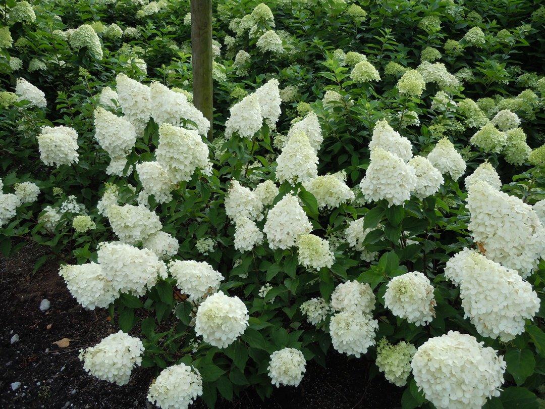 hydrangea-paniculata-polar-bear-33 - Pistoia Verde