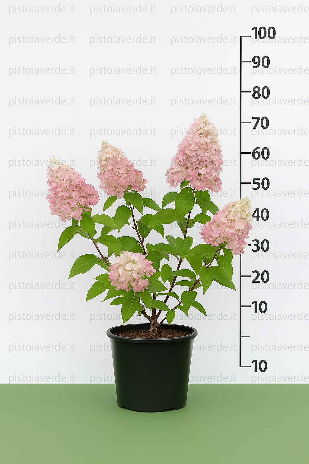 hydrangea_candlelight - Pistoia Verde