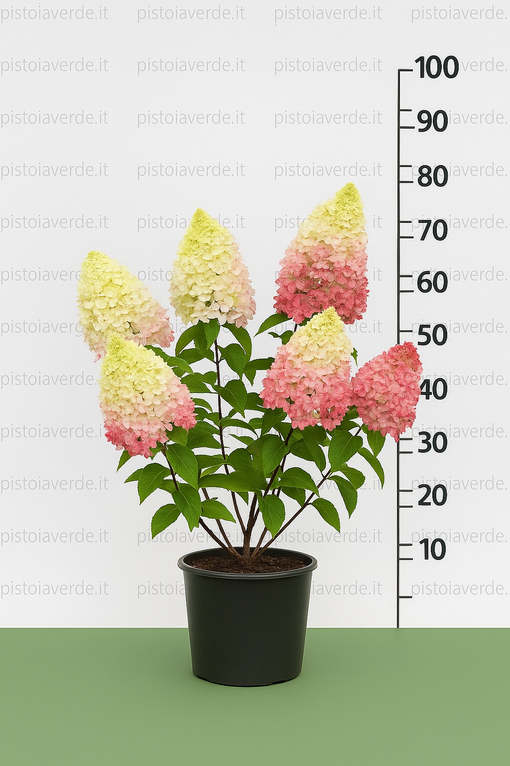 hydrangea_pinky_promise - Pistoia Verde