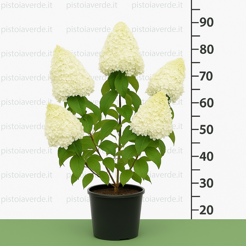 hydrangea_polar_bear - Pistoia Verde