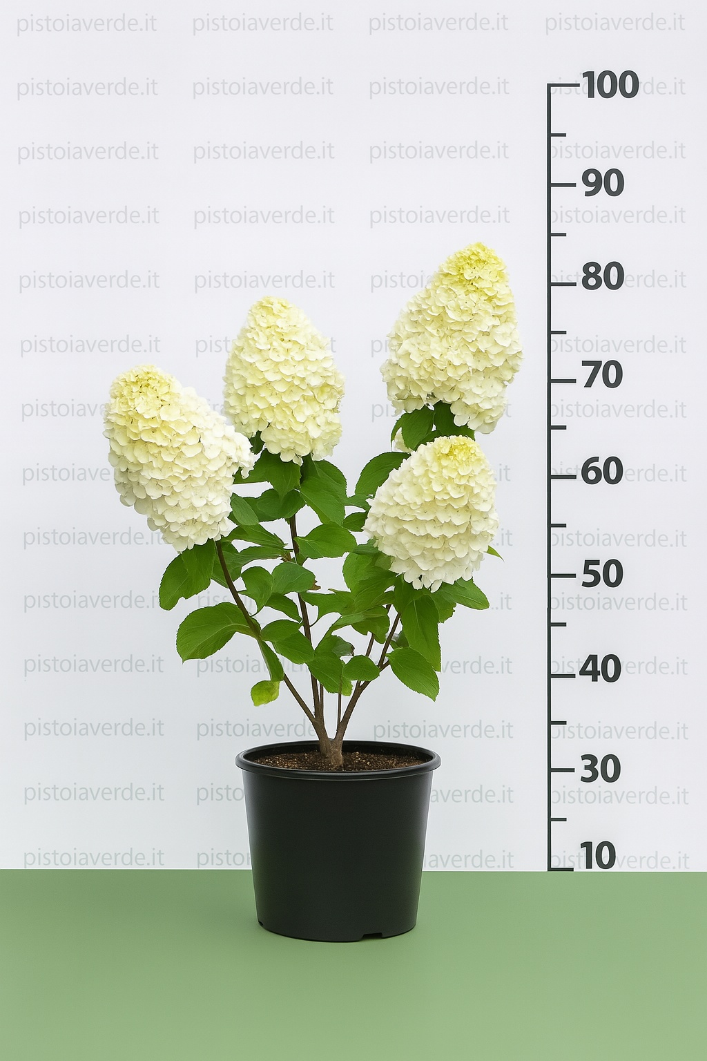 hydrangea_silver_dollar - Pistoia Verde