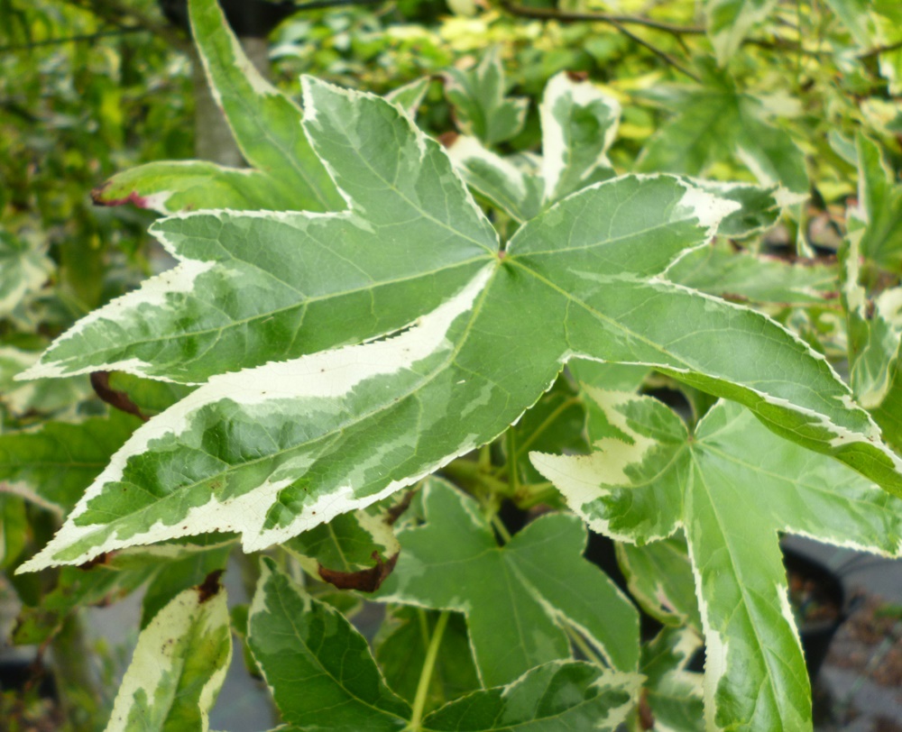 styraciflua Albomarginata Manon - Pistoia Verde