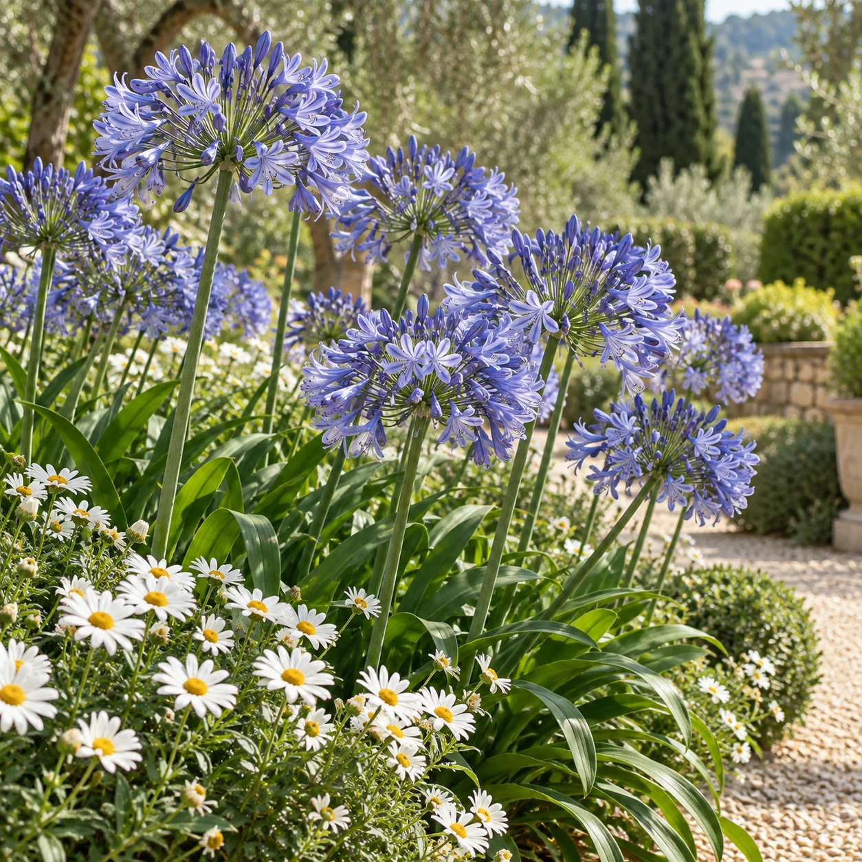 Agapanti azzurri e margherite bianche in giardino.