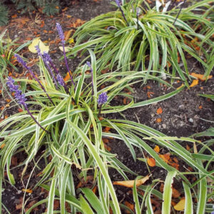 Liriope muscari ‘Silvery Sunproof’ ®