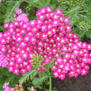 Achillea millefolium ‘Cerise Quenn’