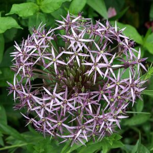 Allium ‘Cristophi’