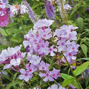 Phlox paniculata ‘Bright Eyes’