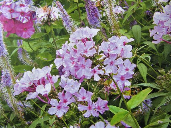 Phlox paniculata ‘Bright Eyes’