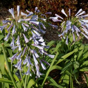 Agapanthus ‘Glenavon’ ®