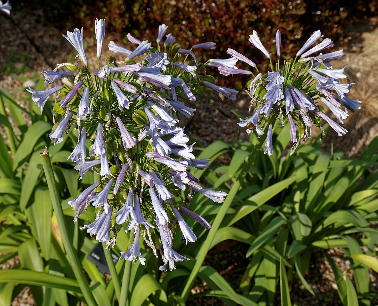 Agapanthus ‘Glenavon’ ®