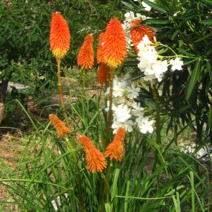 Kniphofia ‘Papaya Popsicle’ ®