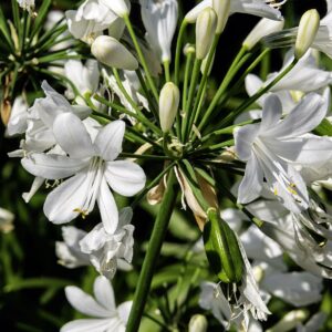 Agapanthus ‘Ever White’