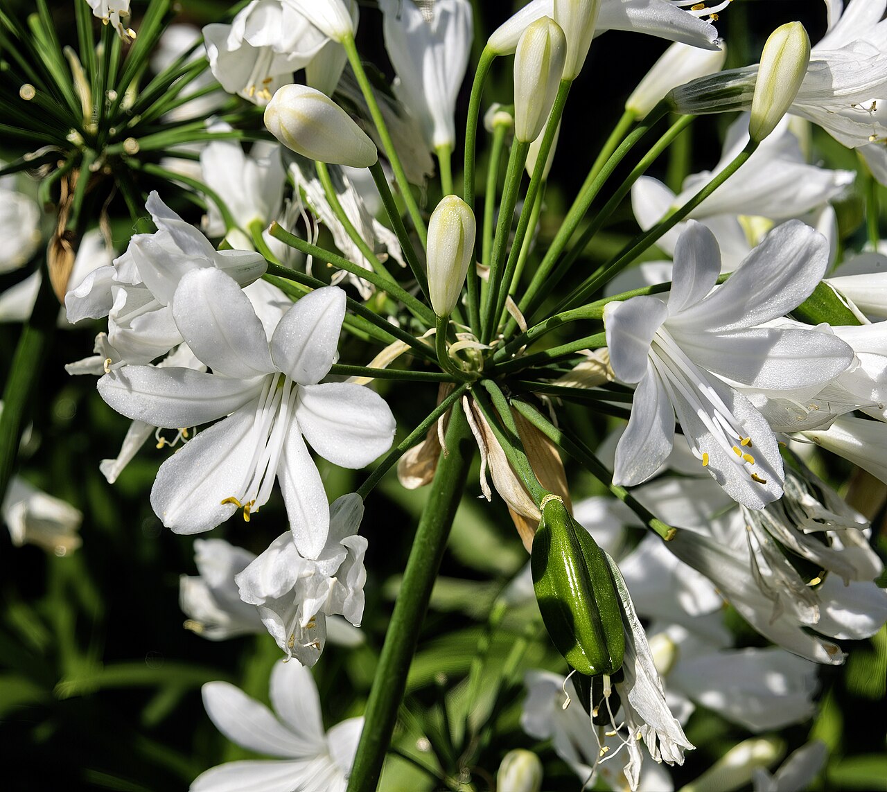 Agapanthus ‘Ever White’